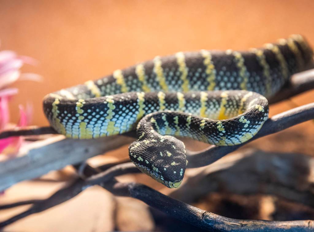 A wagler’s pit viper named Ekans rests on a stick in an enclosure at the Reptile Zoo on Aug. 19, 2025 in Monroe, Washington. (Olivia Vanni / The Herald)