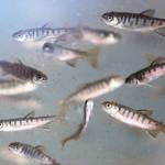 Some 30,000 coho salmon waited to be released at the Hatchery and Environmental Education Center at Halls Lake in Lynnwood on April 5, 2019. (Kevin Clark / The Herald file photo)