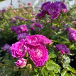 Easy Charmer: This is the new smaller option in the series, suitable for growing in pots even. Known as a Patio Rose it sports vivid fuchsia-lavender flowers with strong fruity fragrance. And yes, the foliage is still incredibly clean, with added own root hardiness. (Sunnyside Nursery)