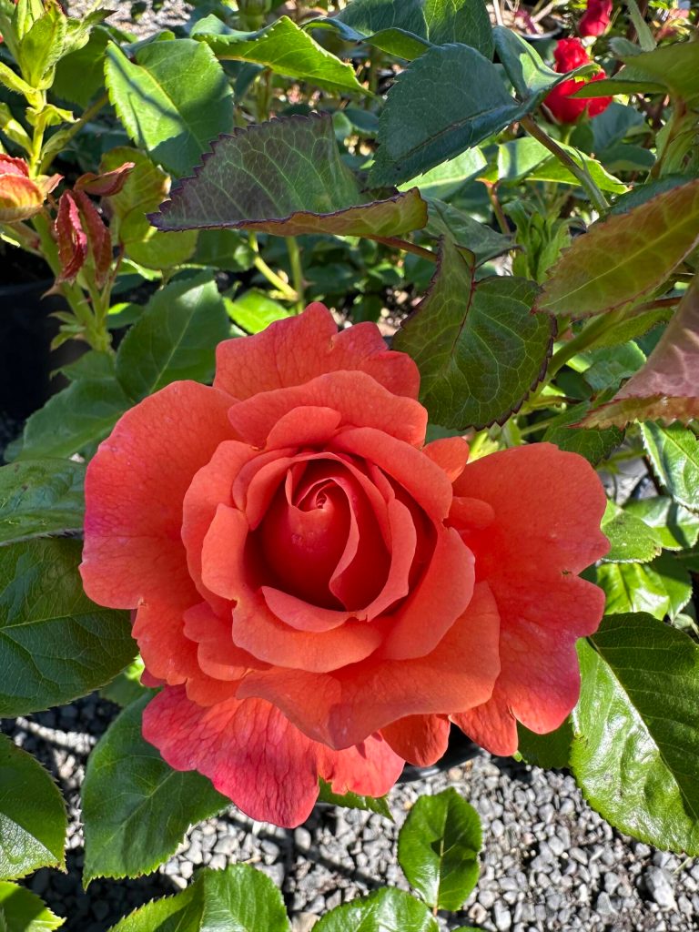 Easy Does It: This wonderful variety comes grafted, but again offers gardeners clean foliage and more intense fragrance as a bonus. The color is like a fruit salad; mixes of mango orange, peachy pink and ripe apricot, all blended together. (Sunnyside Nursery)