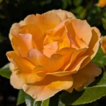 Easy Going: This newer flavor is a sport of Livin Easy (above) that comes grafted, but it still offers decent fragrance and extremely clean foliage. Flowers are a lovely golden-yellow touched with some peach, quite bright and striking. (Sunnyside Nursery)
