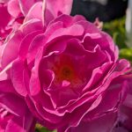 Easy to Please: The hot pink color of this beauty made it instantly popular locally, and those who grow it rave about how clean and floriferous it is for the garden. Moderate clove fragrance helps take this variety to the next level as well. (Sunnyside Nursery)