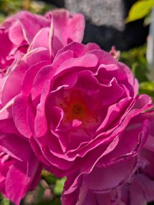 Easy to Please: The hot pink color of this beauty made it instantly popular locally, and those who grow it rave about how clean and floriferous it is for the garden. Moderate clove fragrance helps take this variety to the next level as well. (Sunnyside Nursery)