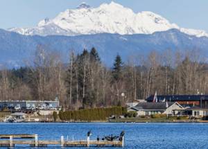 A flock of cormorants sun themselves on a private dock on Lake Stevens with Three Fingers in the background on Wednesday, Feb. 12, 2025. (Olivia Vanni / The Herald)
