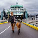 A man walks off the Whidbey ferry with his goat in August 2025.
A man walks off the Whidbey ferry with his goat in August 2025. (David Welton)