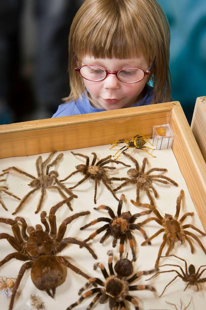 A girl admires spiders at Insect Safari, a summer program at the Freeland Library, in June 2008. (David Welton)