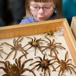 A girl admires spiders at Insect Safari, a summer program at the Freeland Library, in June 2008.