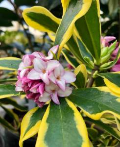 PHOTOS BY Sunnyside Nursery
Daphne odora Marianni