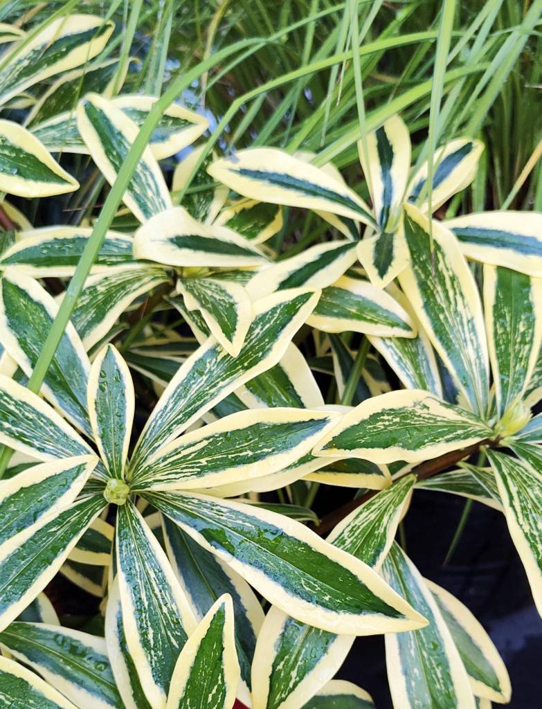 Daphne odora Banana Split in fall (Sunnyside Nursery)
