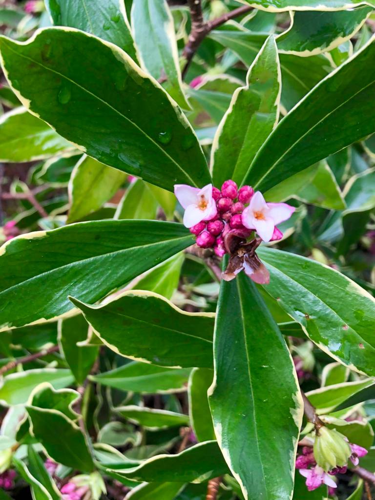 Daphne odora Marginata