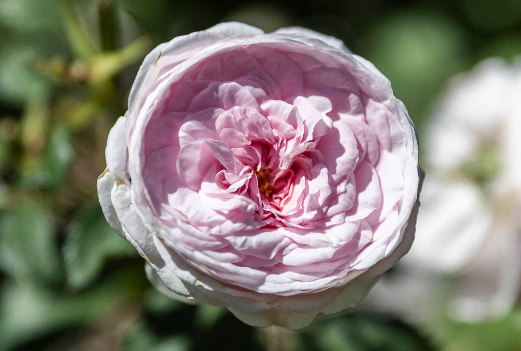A David Austin Olivia rose Austin blooms in August 2025 in Mill Creek.