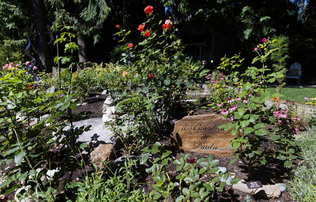 Paula Dickmans backyard rose garden in August 2025 in Mill Creek.