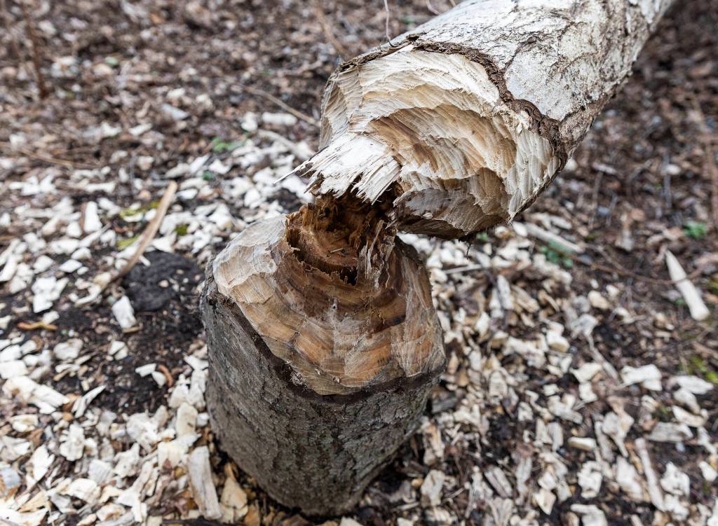 A tree trunk shows beaver teeth marks where it was gnawed in half in the Penny Creek Natural Area on Friday, March 20, 2026, in Mill Creek, Washington. (Olivia Vanni / The Herald)