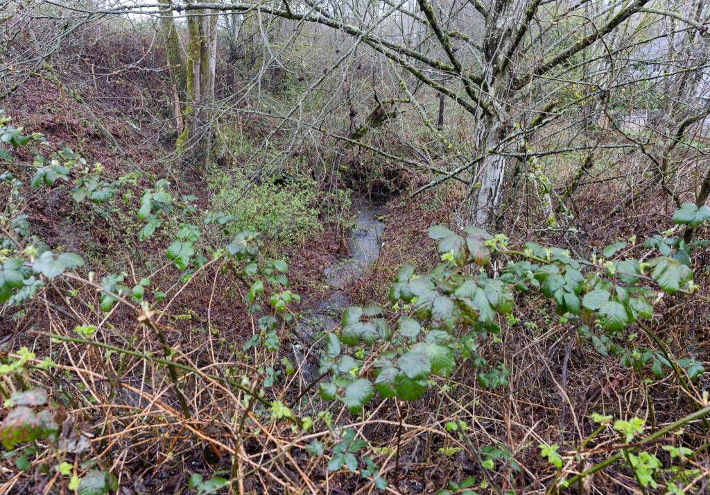 Swamp Creek flows along the base of the 228th Street development site on Tuesday, March 24, 2026 in Bothell, Washington. (Olivia Vanni / The Herald)