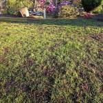 After topdressing Trevors yard. (Sunnyside Nursery)