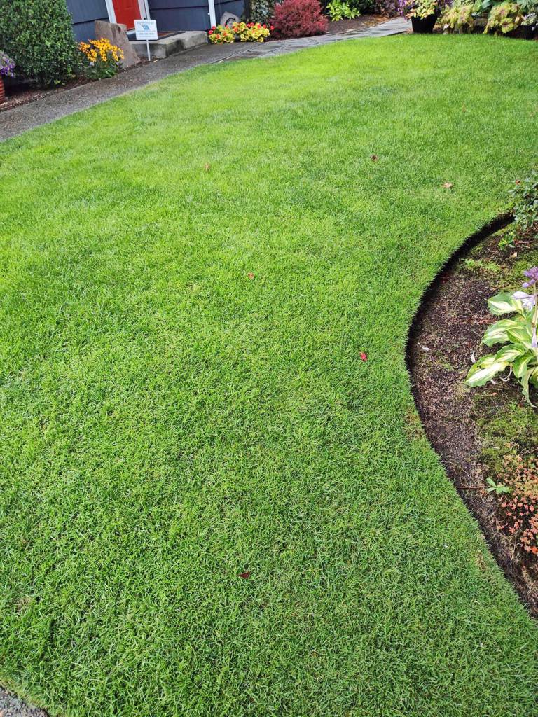 Trevors lawn. (Sunnyside Nursery)
Trevors lawn. (Sunnyside Nursery)