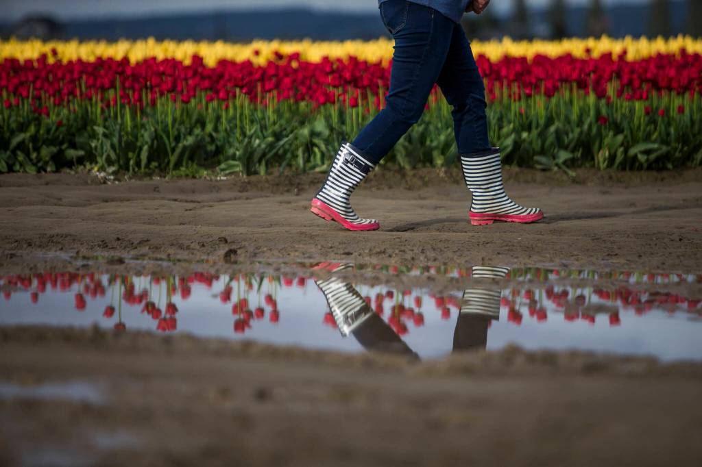 A person walks past a puddle at RoozenGaarde. (Olivia Vanni / The Herald)
