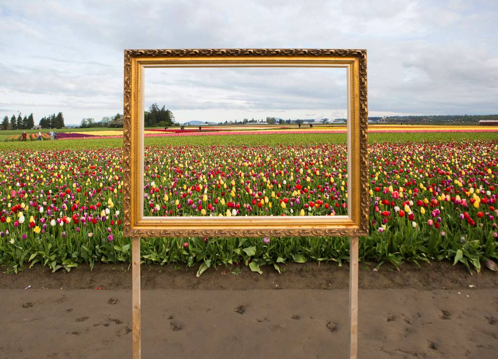 A frame lets people frame shots of the tulip fields at the Skagit Valley Tulip Festival. (Olivia Vanni / The Herald)