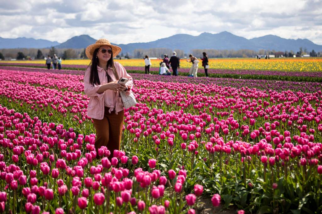 People wander around and photograph fields of tulips, daffodils and other flowers at the Skagit Valley Tulip Festival at RoozenGaarde in April 2023. (Annie Barker / The Herald)