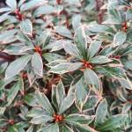 Pieris Little Heath