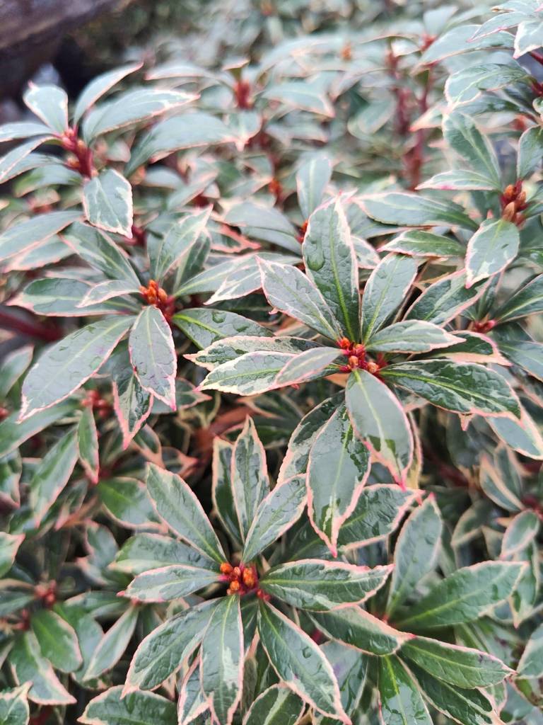 Pieris Little Heath