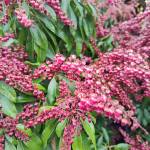 Pieris Valley Valentine