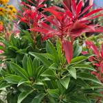 Pieries japonica Mountain Fire