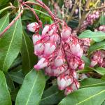 PHOTOS BY Sunnyside Nursery
Pieris japonica Katsura