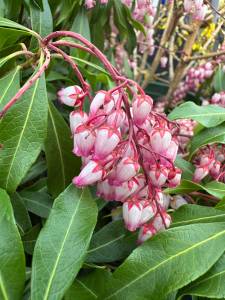 PHOTOS BY Sunnyside Nursery
Pieris japonica Katsura
