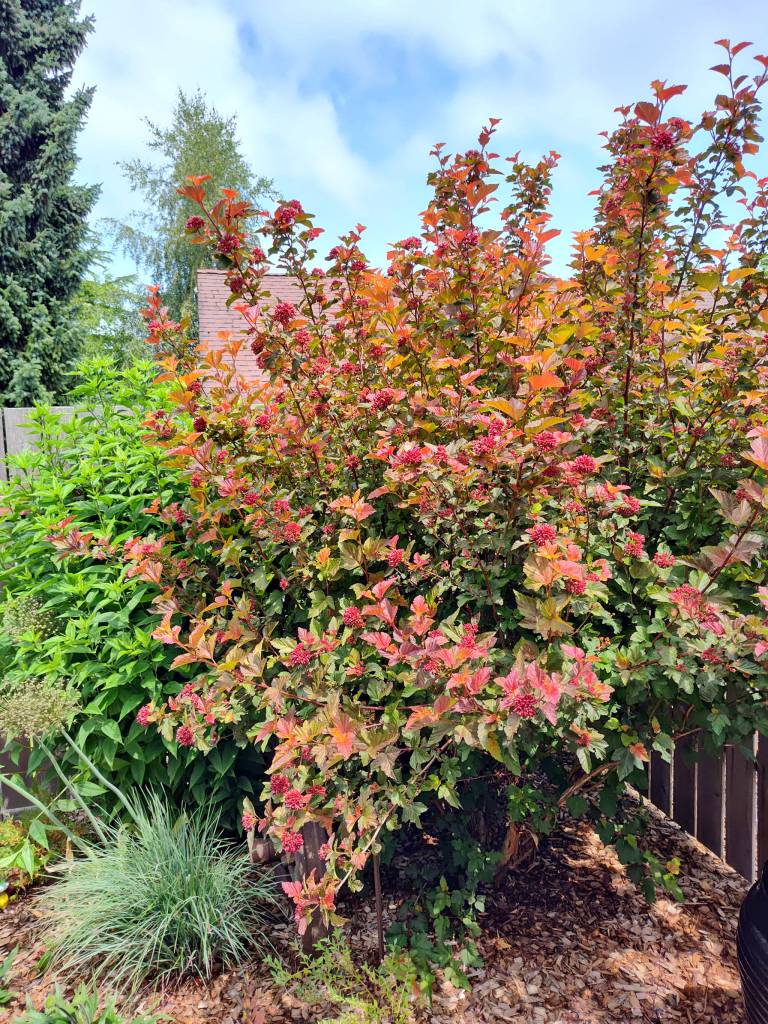 Ninebark Amber Jubilee in Summer. (Sunnyside Nursery)