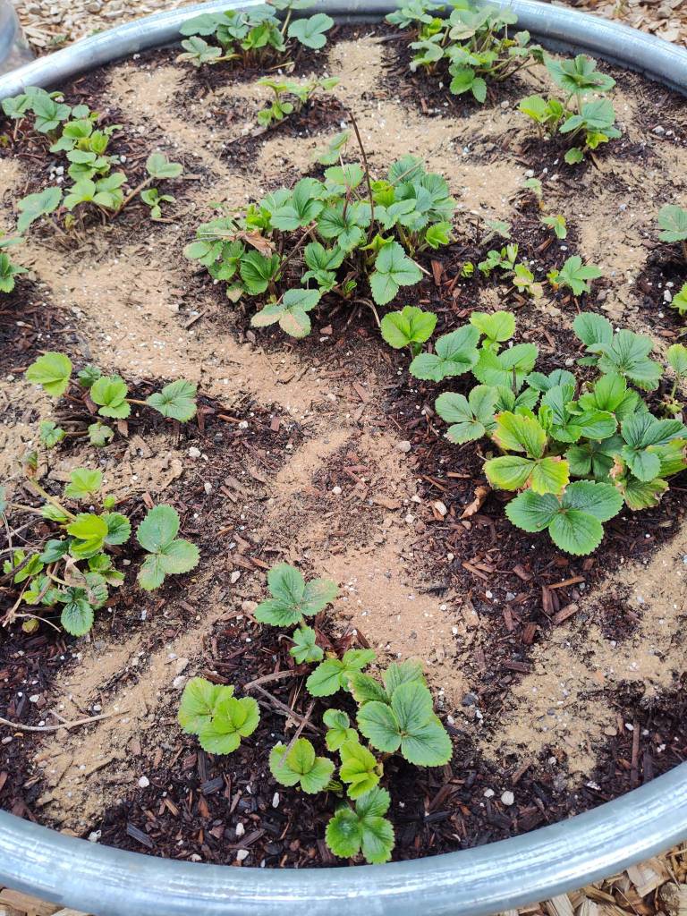 EB Stone Fruit & Berry Food around strawberries. (Sunnyside Nursery)
