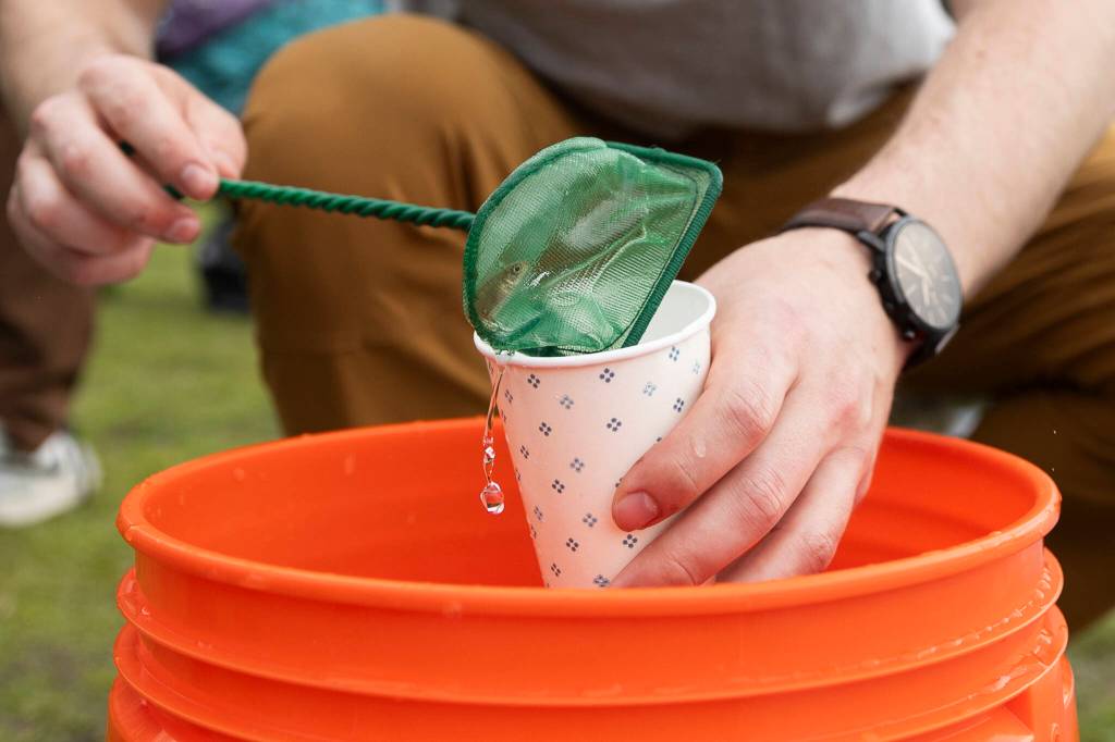Bryce Nevitt scoops salmon into cups to be released in Lake Ballinger on Friday, April 10, 2026, in Mountlake Terrace, Washington. (Olivia Vanni / The Herald)