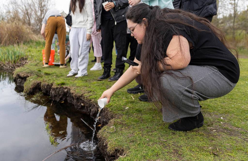 Hannah Veal releases salmon into Lake Ballinger on Friday, April 10, 2026, in Mountlake Terrace, Washington. (Olivia Vanni / The Herald)