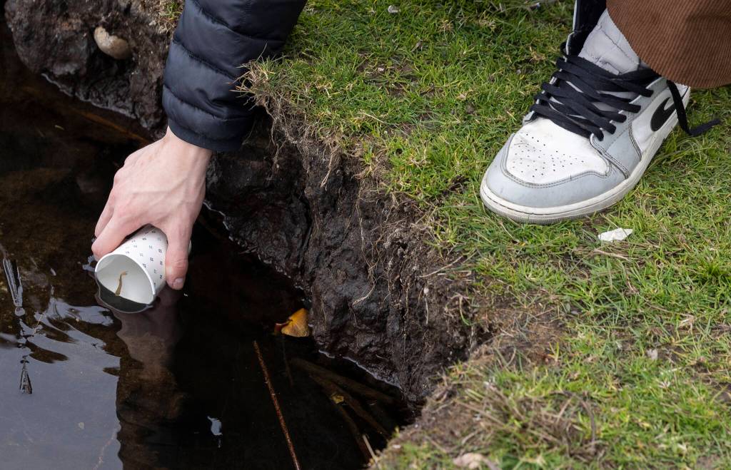 A salmon swims out of its cup into Lake Ballinger on Friday, April 10, 2026, in Mountlake Terrace, Washington. (Olivia Vanni / The Herald)