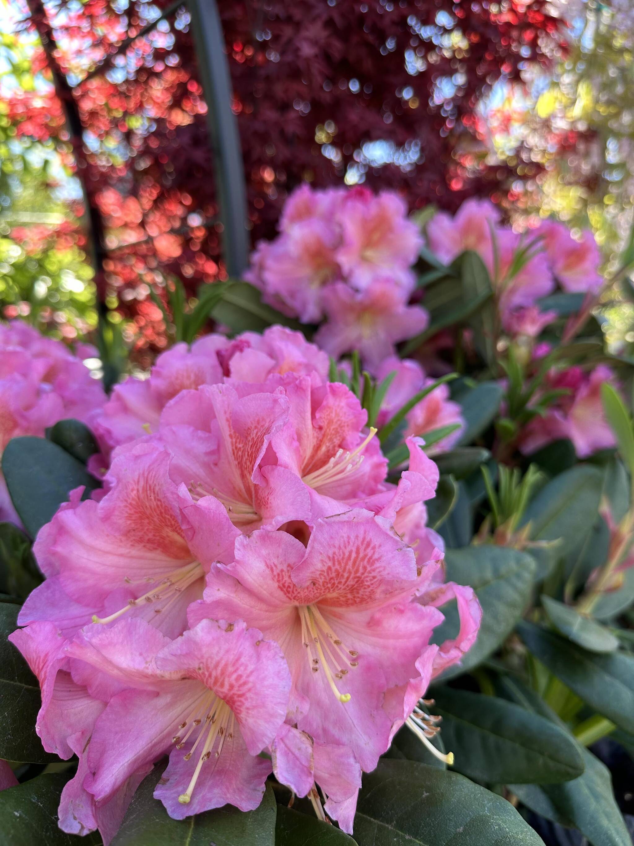 rhododendron hybride hachmann's feuerschein Rhododendron Hybr. 'Hachmann's Feuerschein' – Foliage Dreams