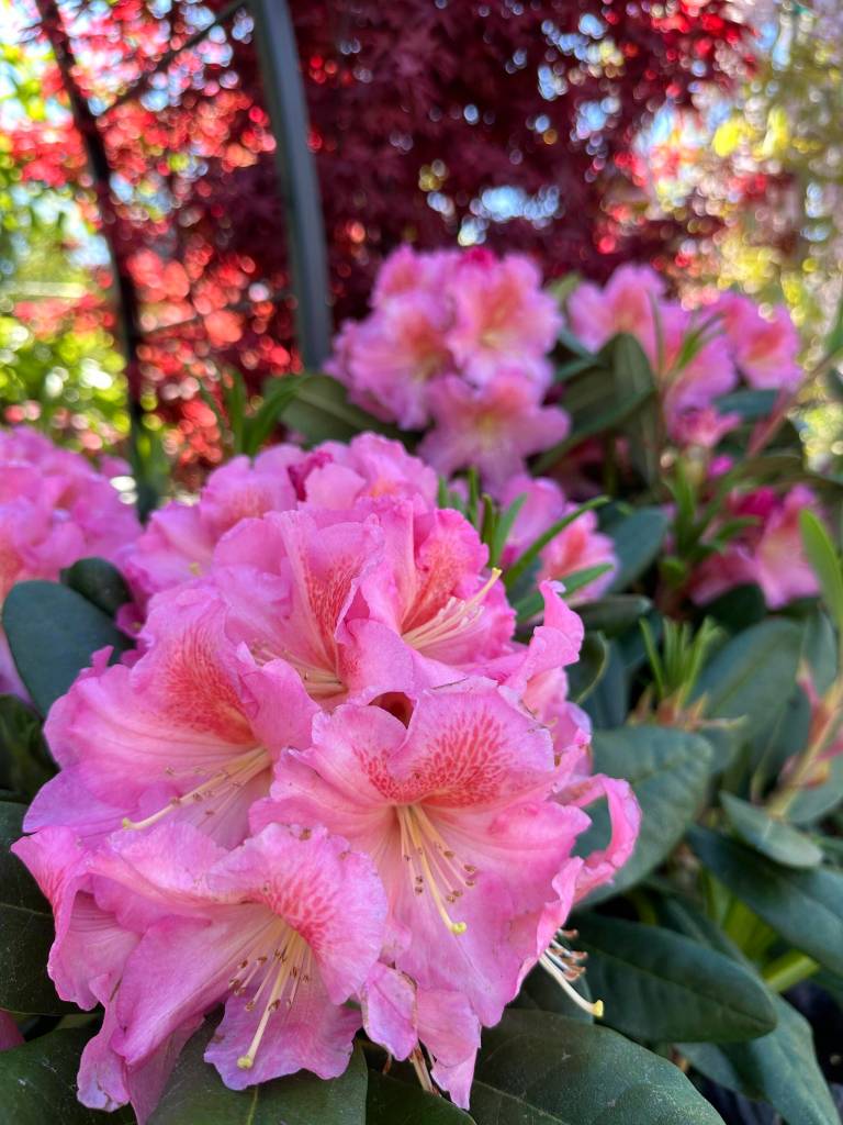 Rhododendron Cody (Sunnyside Nursery)