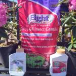 Solutions for Rhody bug damage (Sunnyside Nursery)