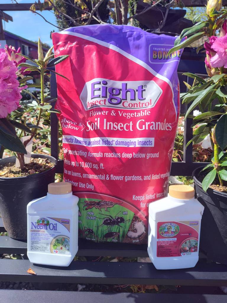 Solutions for Rhody bug damage (Sunnyside Nursery)