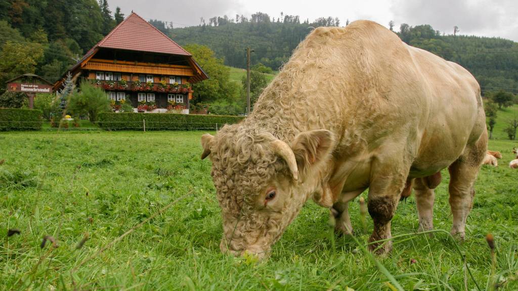 The Black Forest Open-Air Museum offers an up-close look at (and smell of) the regions rural customs. (Dominic Bonuccelli)