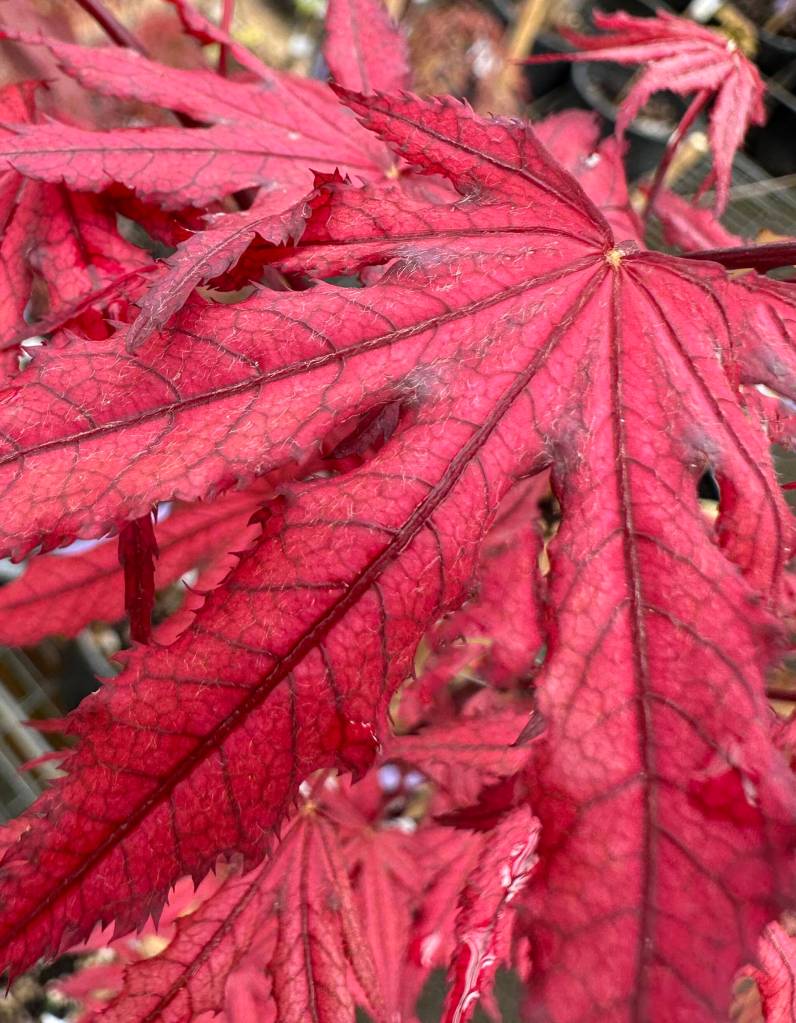 The Golfing Gardener: Japanese Maples – Reticulated Foliage