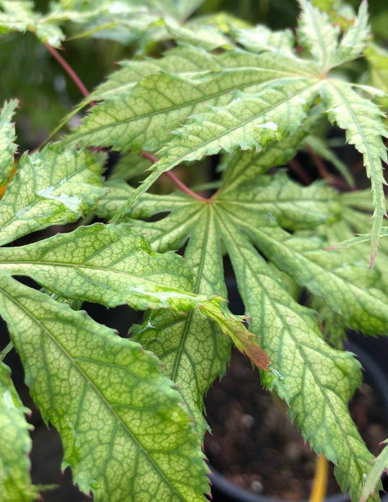 Japanese Maple Grandma Ghost (Sunnyside Nursery)