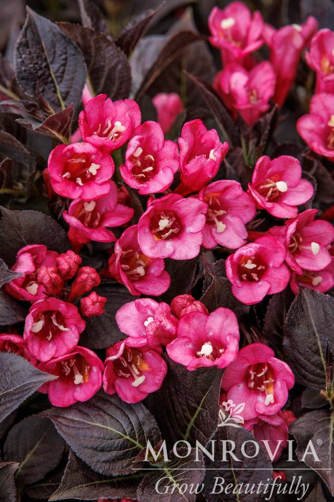 Weigelia Coco Chill