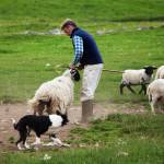 At Working Sheepdogs, in the Scottish Highlands, you can see a demonstration of the dogs impressive skills. (Dominic Arizona Bonuccelli)