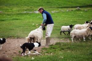 At Working Sheepdogs, in the Scottish Highlands, you can see a demonstration of the dogs impressive skills. (Dominic Arizona Bonuccelli)