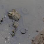 Debris is visible in the water and along the bank of Quilceda Creek on Tuesday, May 5, 2026 in Tulalip, Washington. (Olivia Vanni / The Herald)