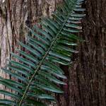 A fern grows up the side of a tree inside Mother Natures Window Park on Thursday, May 14, 2026 in Marysville, Washington. (Olivia Vanni / The Herald)