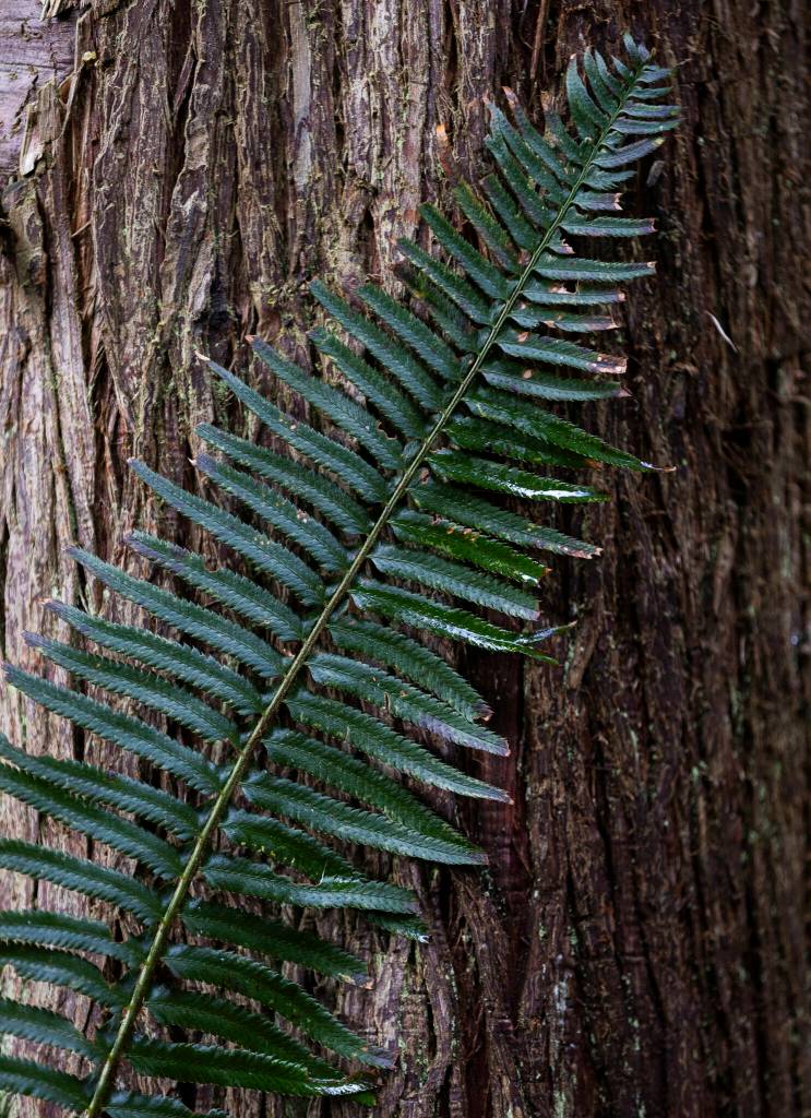 A fern grows up the side of a tree inside Mother Natures Window Park on Thursday, May 14, 2026 in Marysville, Washington. (Olivia Vanni / The Herald)