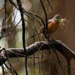 A robin holds pieces of moss in its beak as it perches on a fallen trees root along the Cedar Loop in Mother Natures Window Park on Thursday, May 14, 2026 in Marysville, Washington. (Olivia Vanni / The Herald)