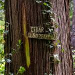A sign indicating the type of tree and its age is visible along a trail in Mother Natures Window Park on Thursday, May 14, 2026 in Marysville, Washington. (Olivia Vanni / The Herald)