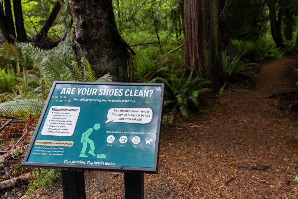 An information sign alerts the public to check their shoes for possible invasive species before hiking along the trails in Mother Natures Window Park on Thursday, May 14, 2026 in Marysville, Washington. (Olivia Vanni / The Herald)